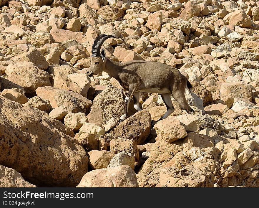 Mountain Chamois Among Rocks