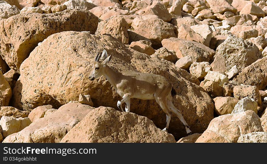 Mountain chamois among rocks in Israel