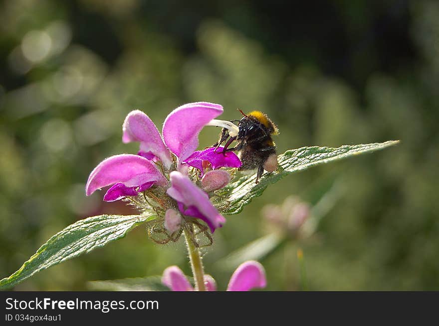 The working bee early in the morning collects honey, bee on a flower,