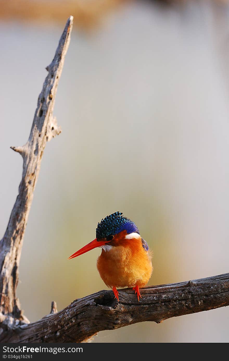 Kingfisher