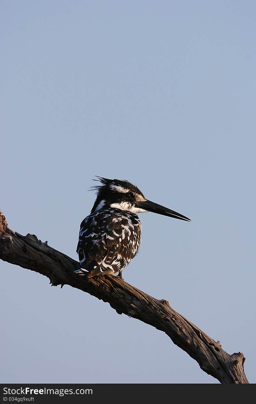 A kingfisher sitting on a tree branch