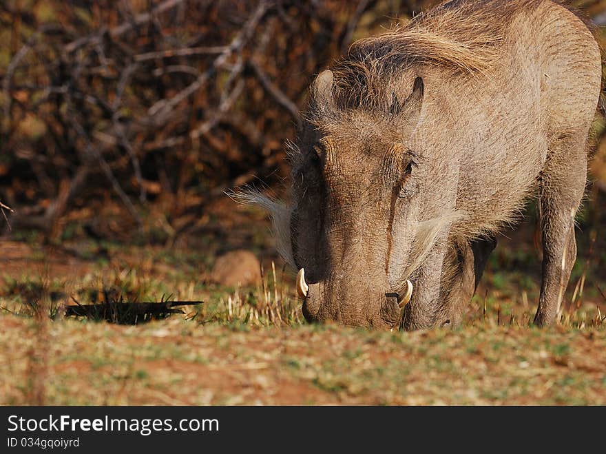 A warthog looking for food