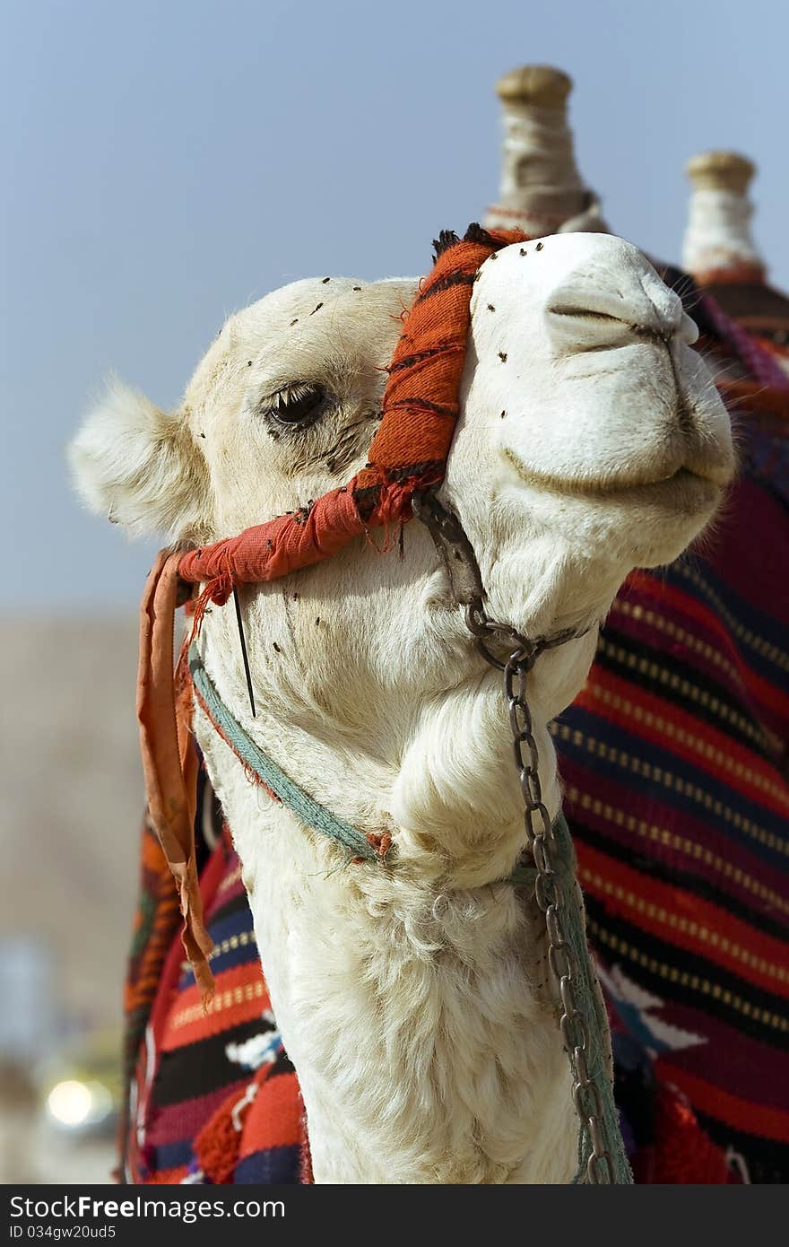 Head and neck of a camel