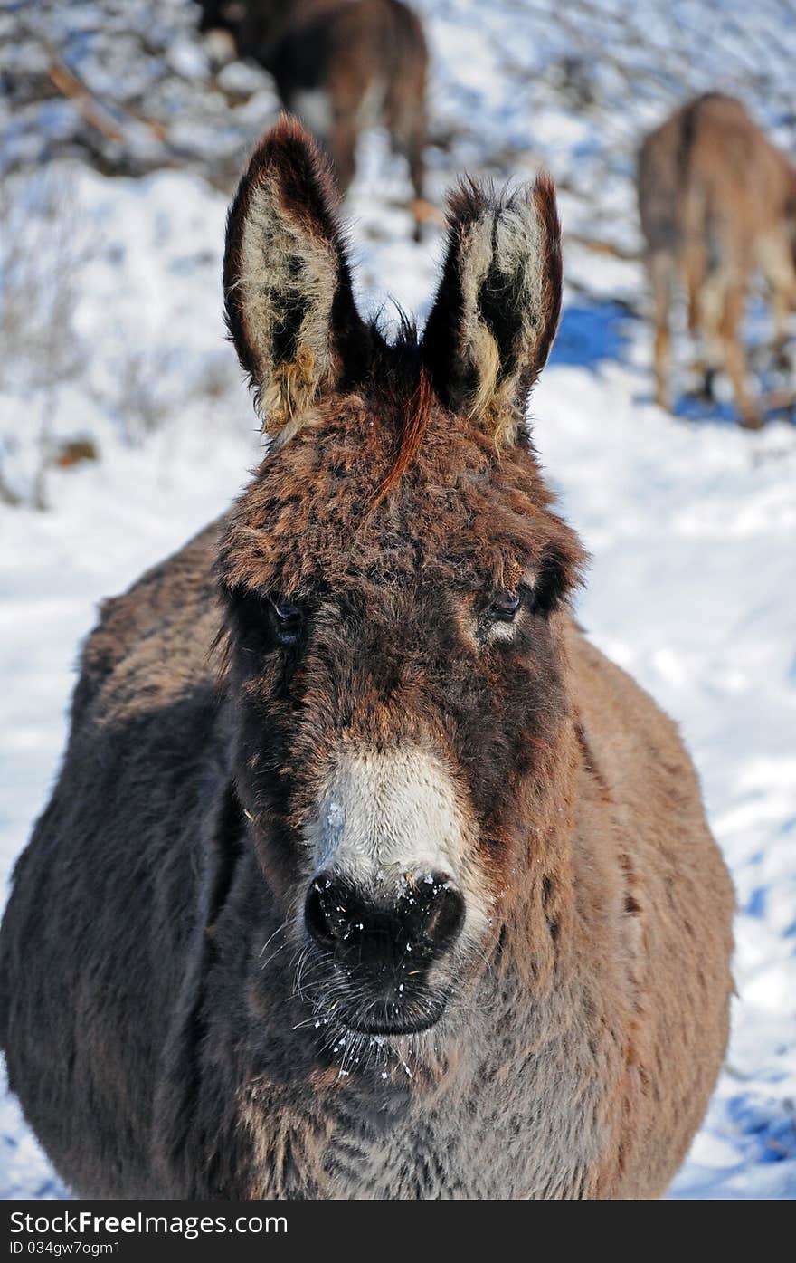 Cut ear donkey detail on snowy field in winter sunny day