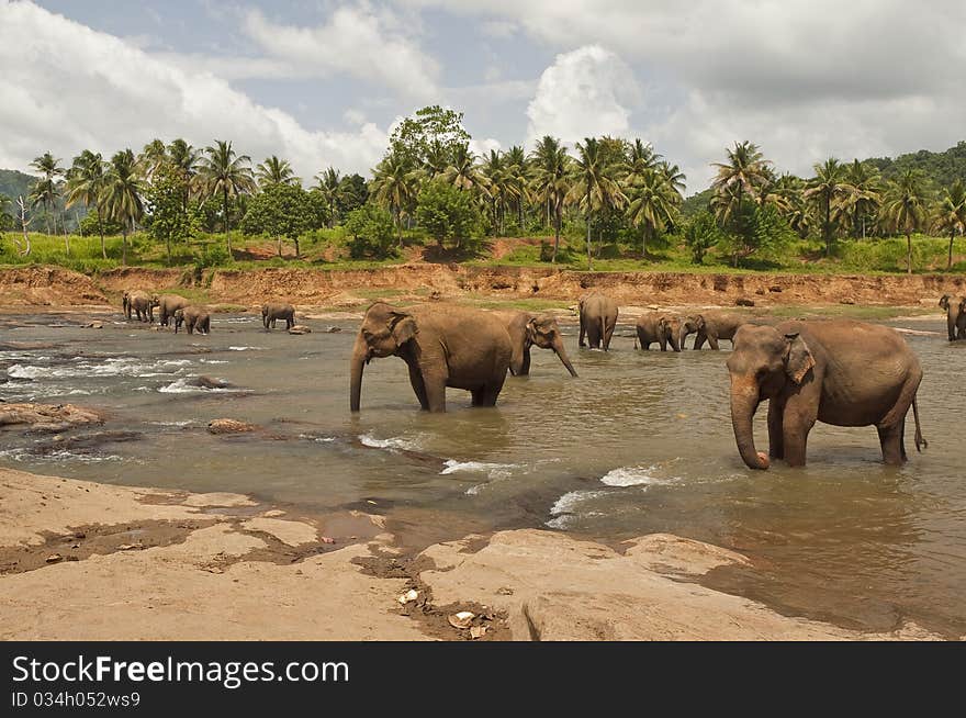 Walk of elephants in the river. Walk of elephants in the river