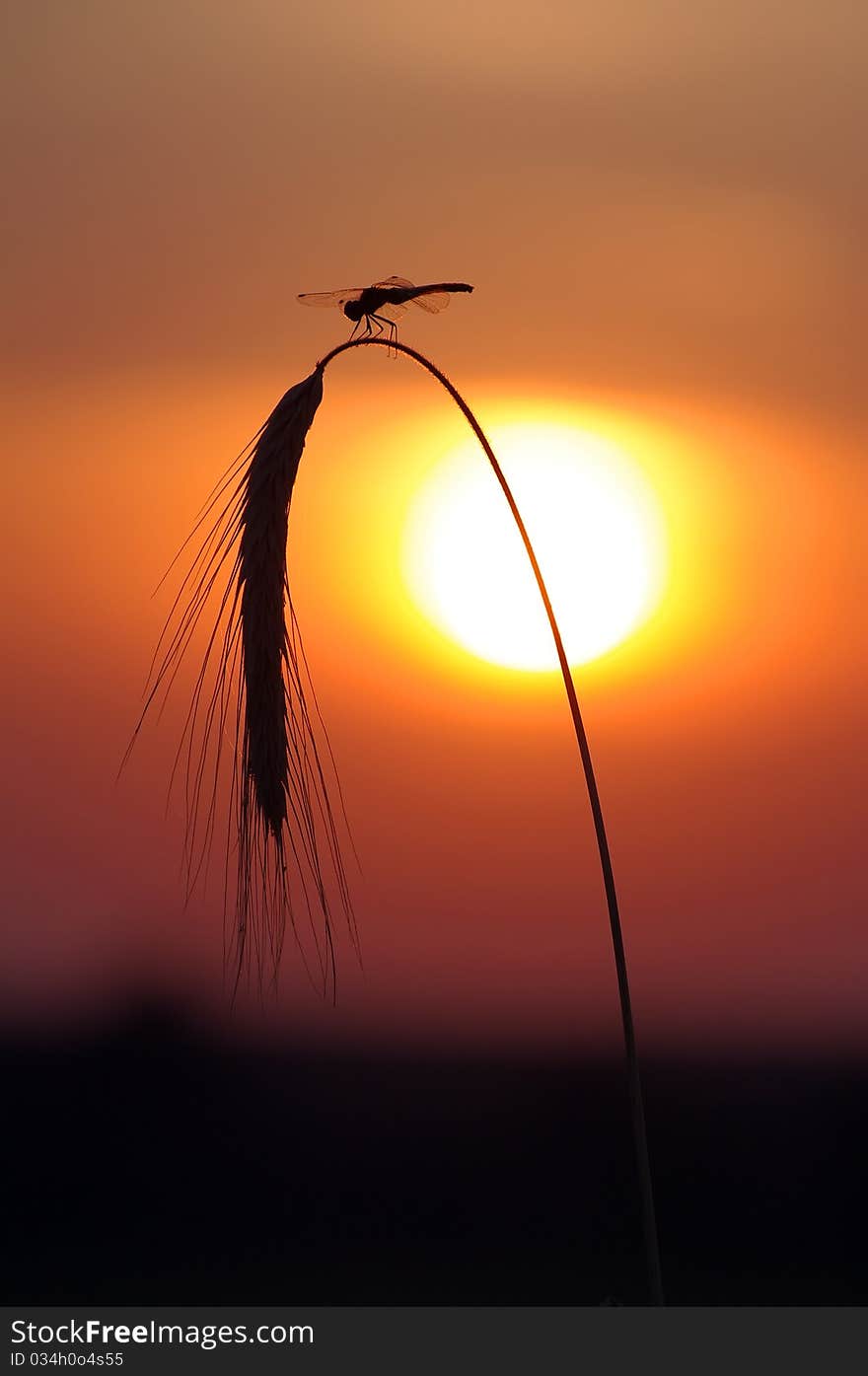 Dragonfly sits on the backdrop of the setting sun. Dragonfly sits on the backdrop of the setting sun