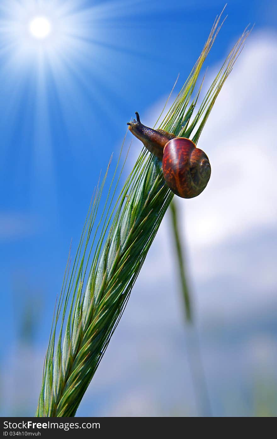 The snail looks at the sun