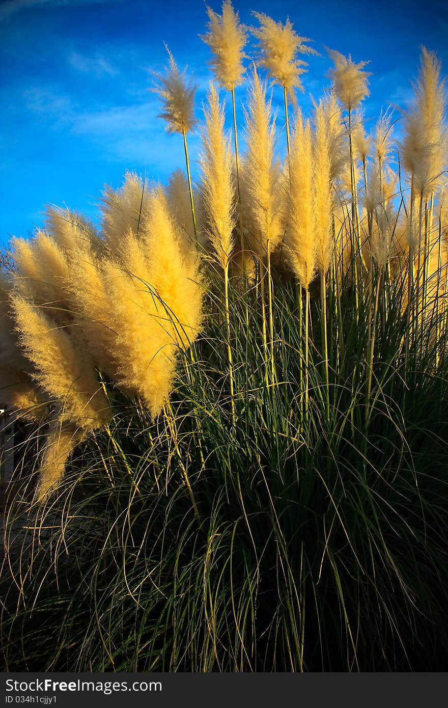 Bear Grass