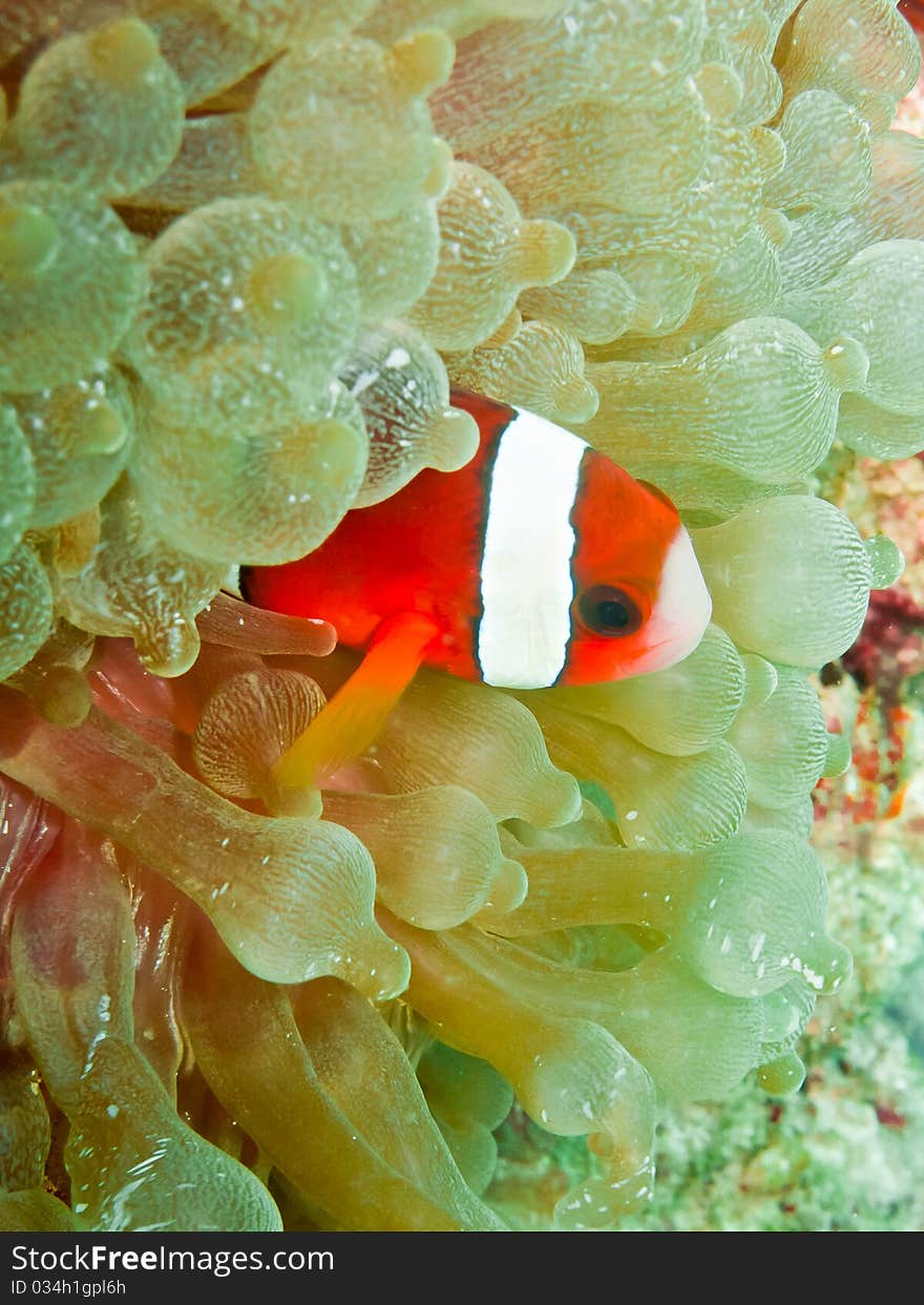 Clown anemonefish in the soft coral