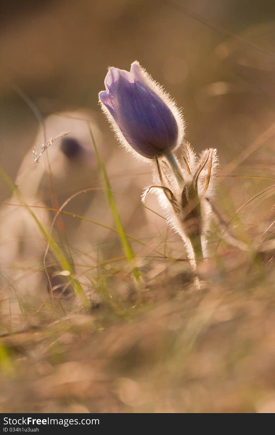 Pasque flowers near to wood in spring