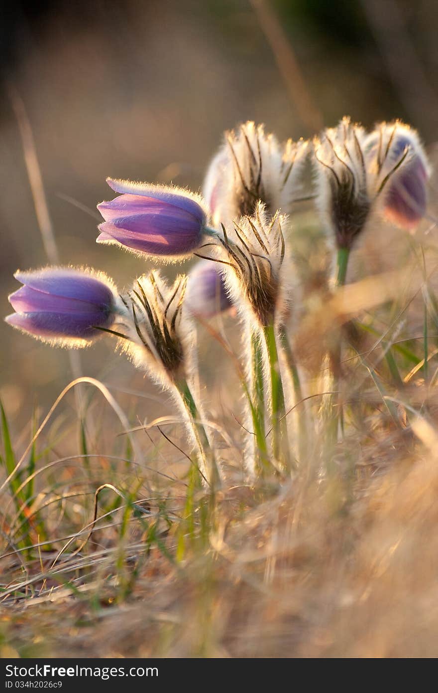 Pasque Flowers Near To Wood In Spring