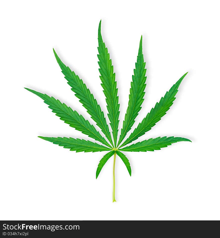 The fresh green isolated leaf of marihuana. The fresh green isolated leaf of marihuana