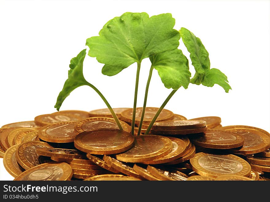 Plant makes the way through a heap of coins