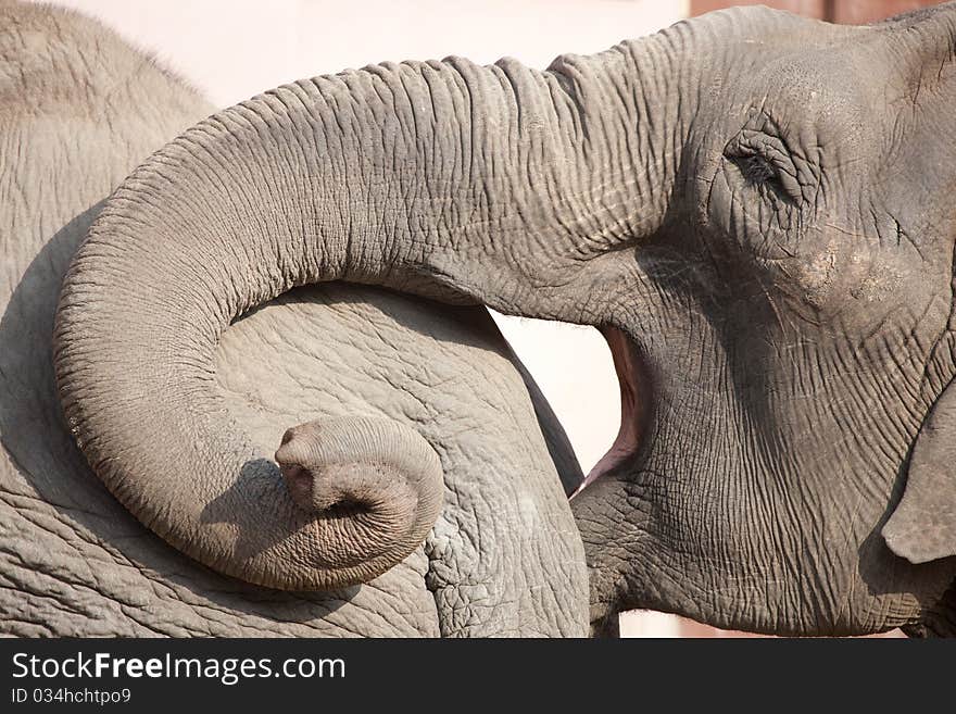 Two playful elephants in the zoo