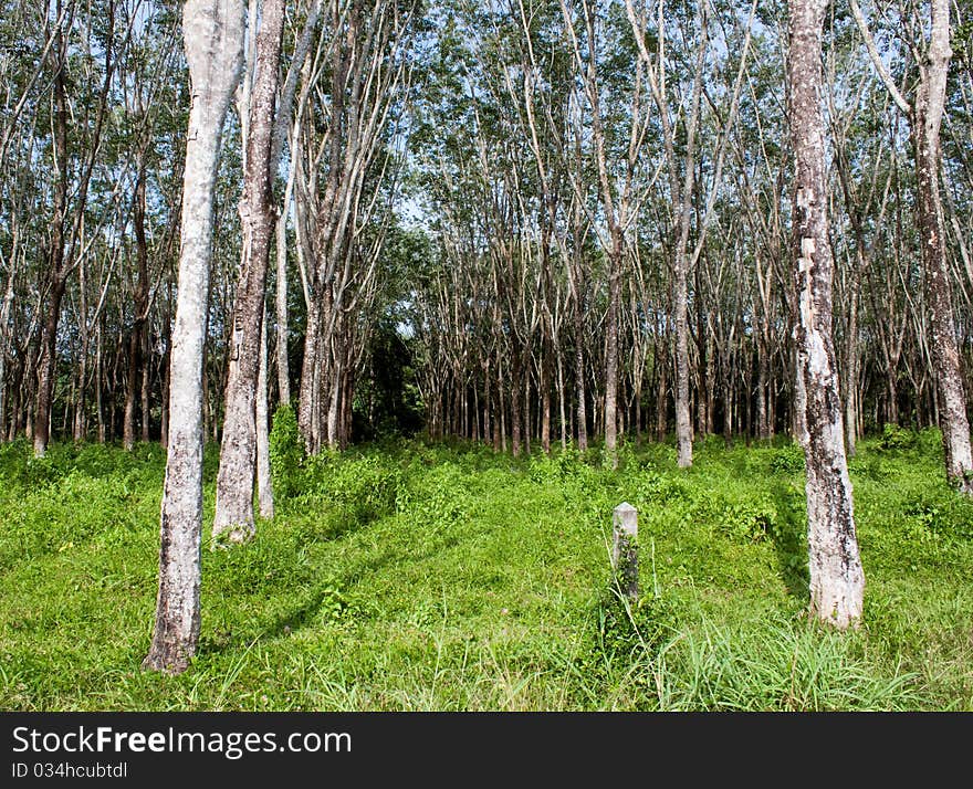 Trees in Asia