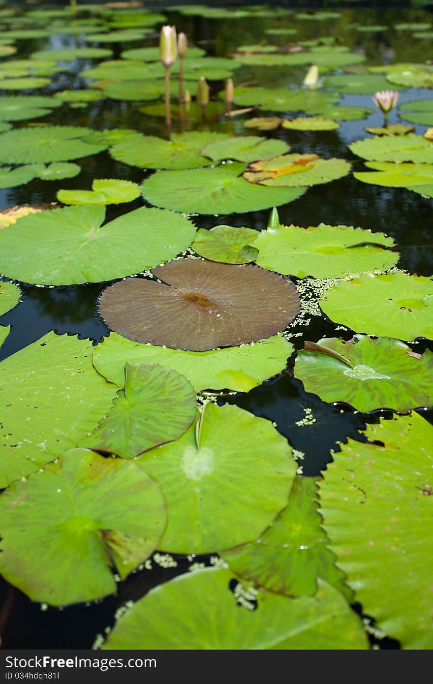 View of water lily leaf. View of water lily leaf