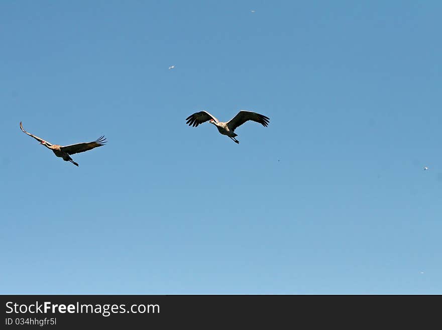 Two Sand Cranes souring over head. Two Sand Cranes souring over head