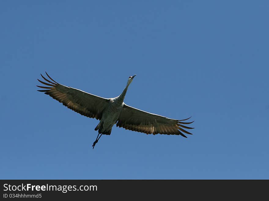 Souring Sand Crane