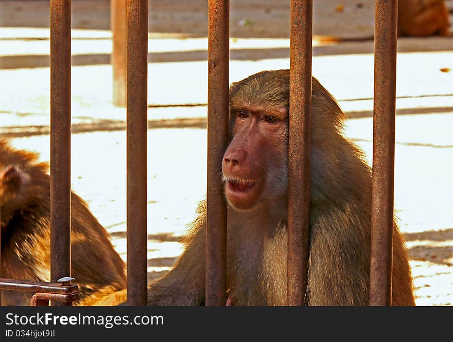 Baboon sad and hungry in the cage