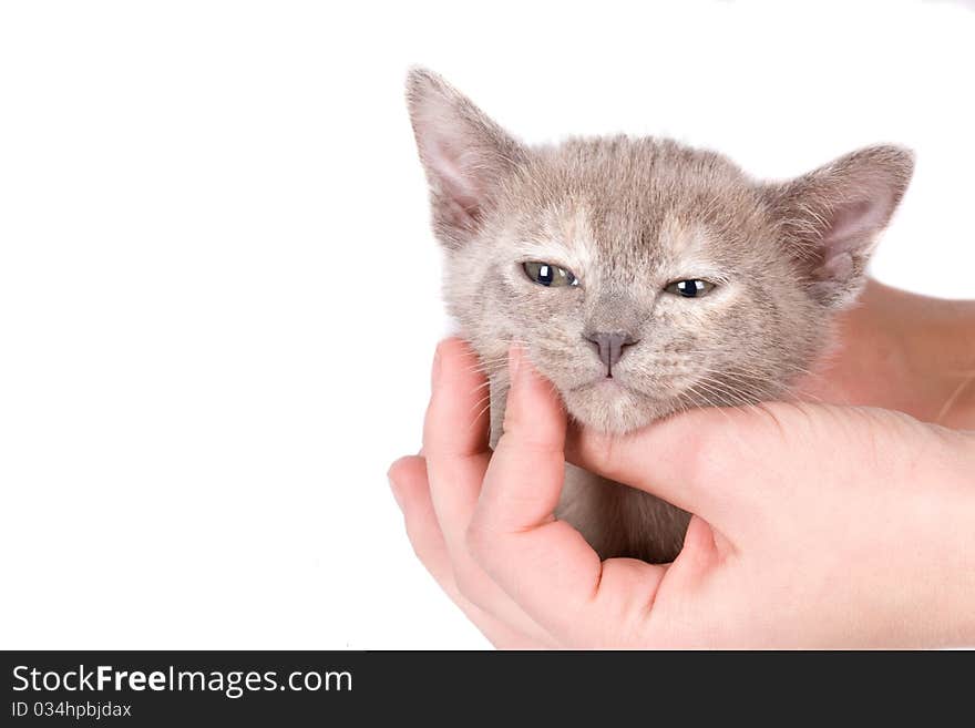 Young woman`s hand hold a kitten head