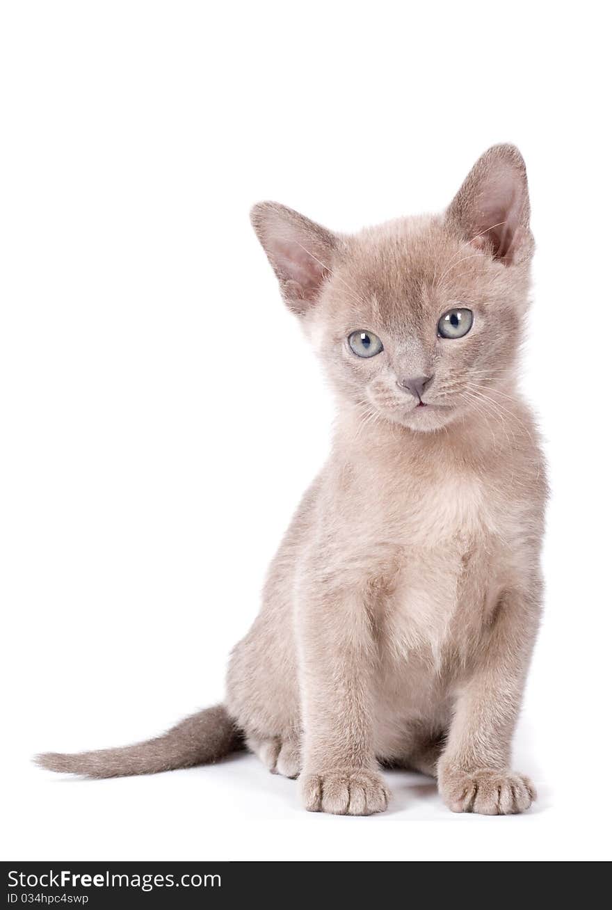 Grey kitten sitting on the white background. Grey kitten sitting on the white background