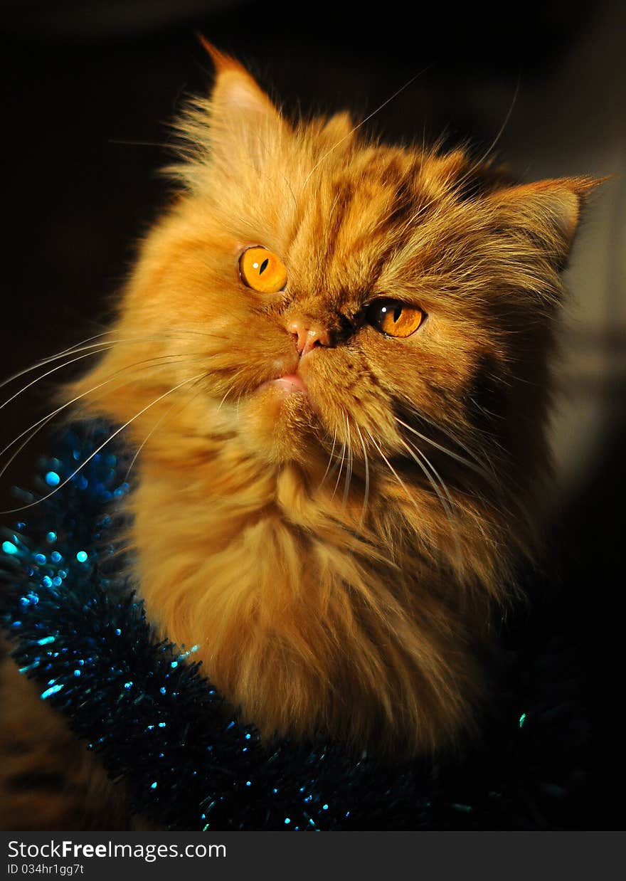 A red cat on the dark background.