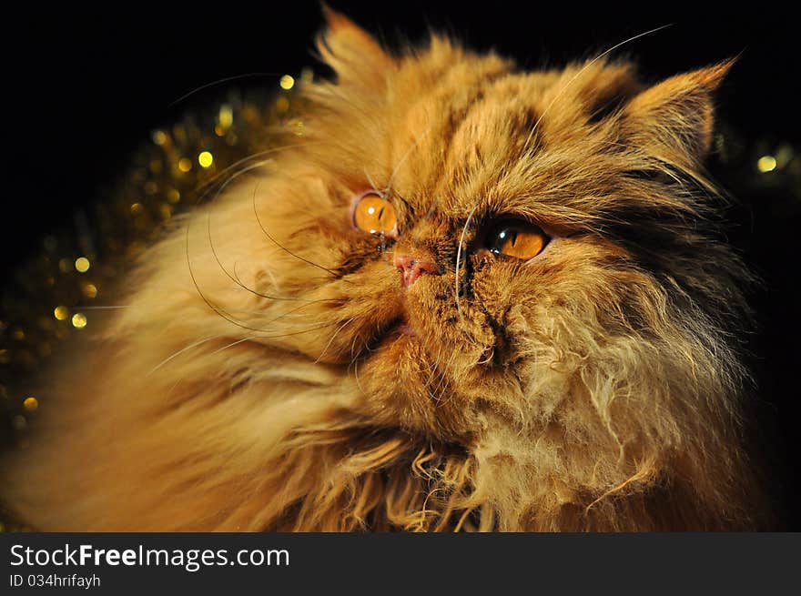 A red cat on the dark background.