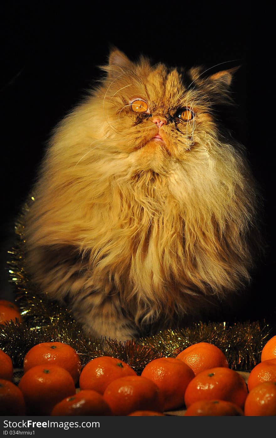 A red cat on the dark background.