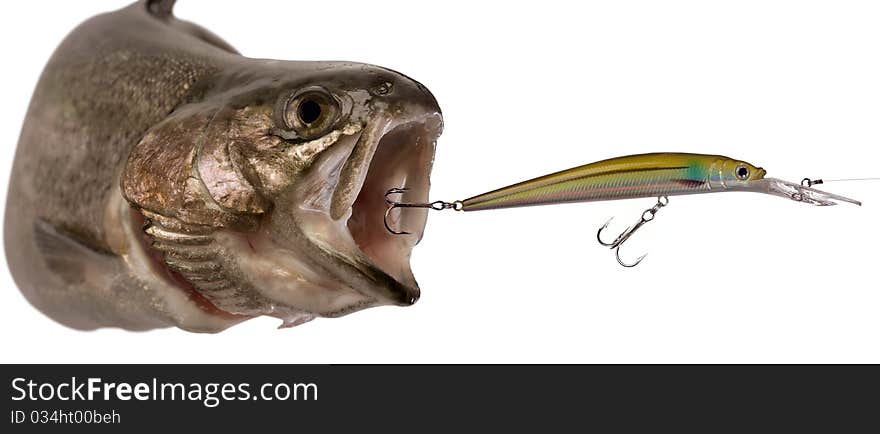 Brown trout isolated on a white background.