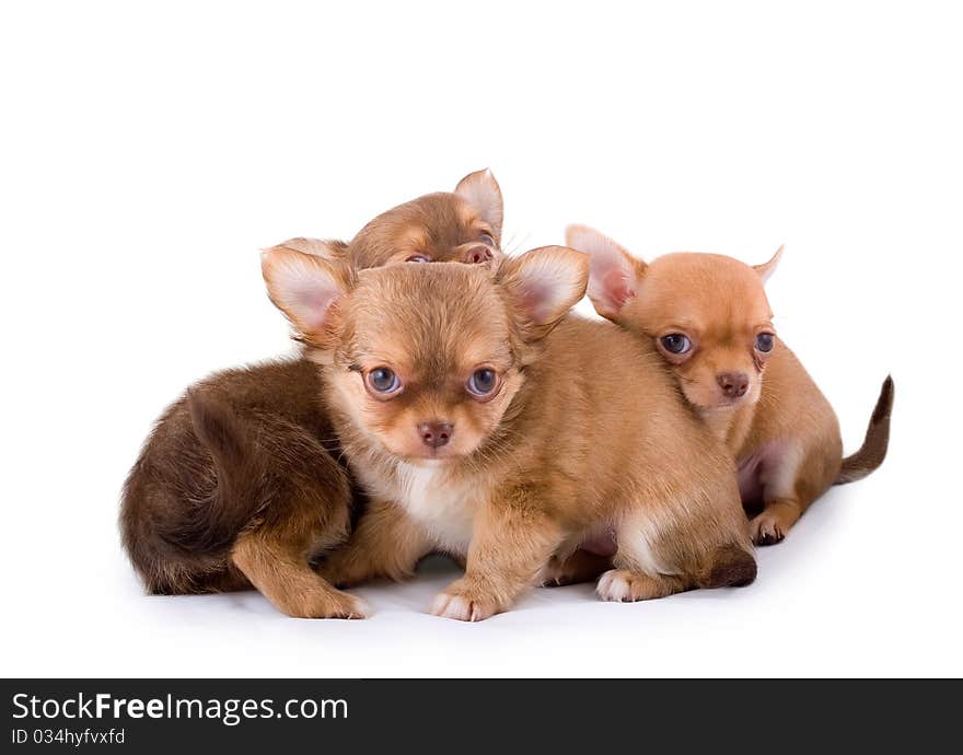 Three chihuahua puppies on white background