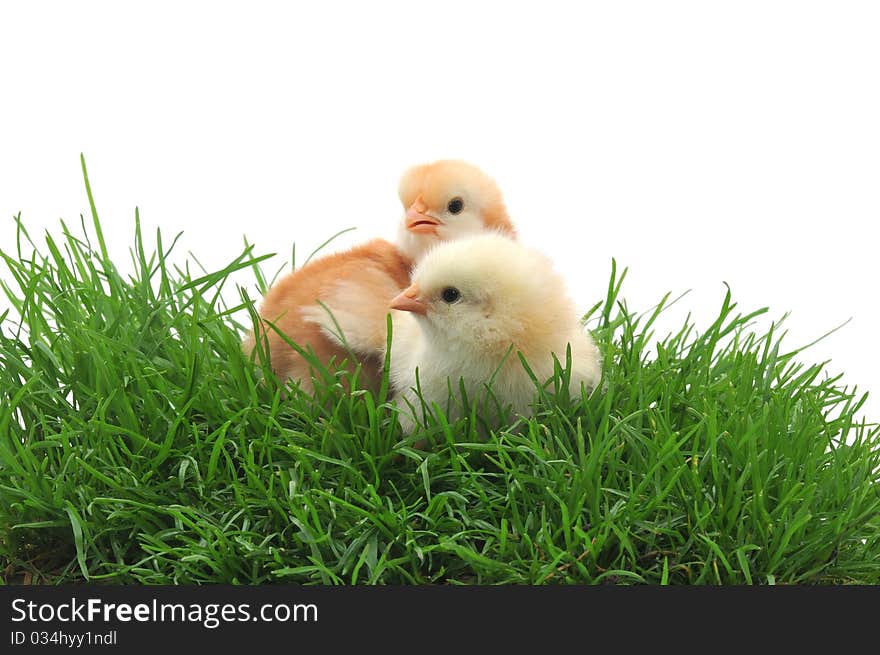 Two chicks in grass