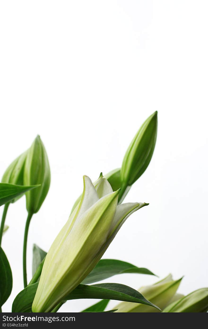 Closed Lily flowers, isolated on white