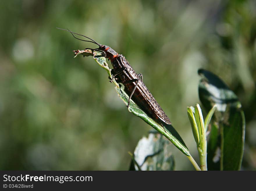 An adult salmonfly in Yellowstone National Park.