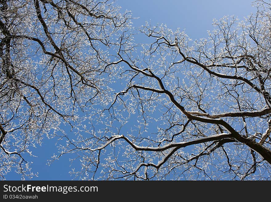 Winter snow branches against the  blue  sky. Winter snow branches against the  blue  sky