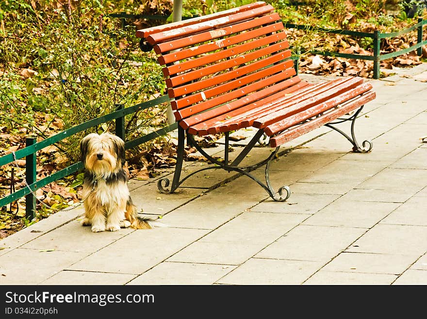 Small shaggy dog waits patiently for owner by park bench. Small shaggy dog waits patiently for owner by park bench