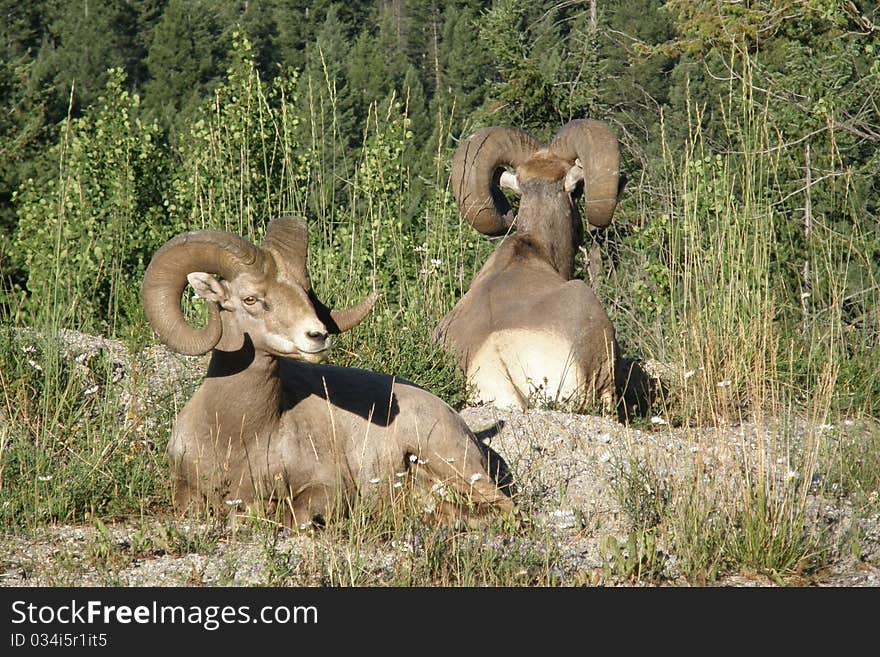 Two mountain sheep relax in the forest