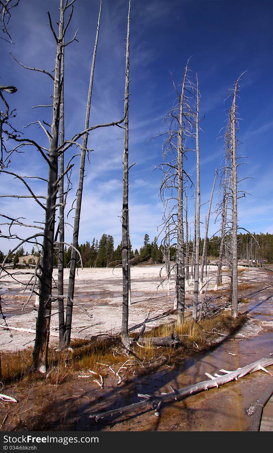 Burnt trees by the Geyser in Yellowstone national park