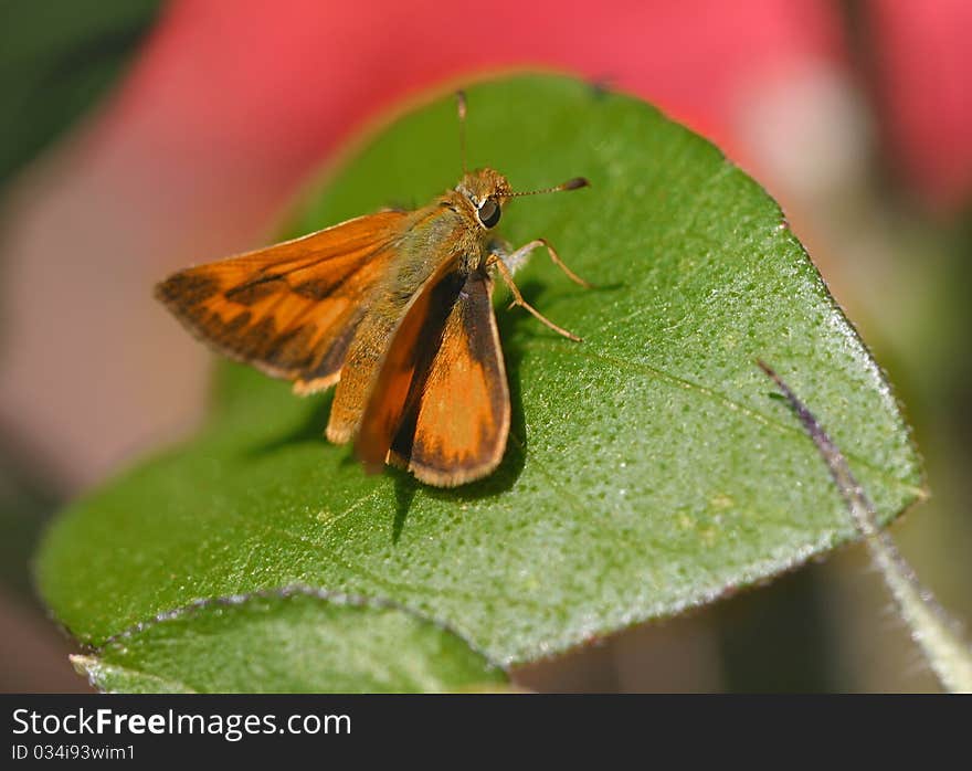 Butterfly on flowers