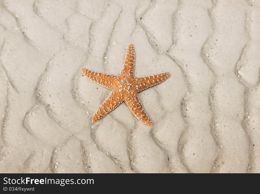 Starfish on a tropical beach