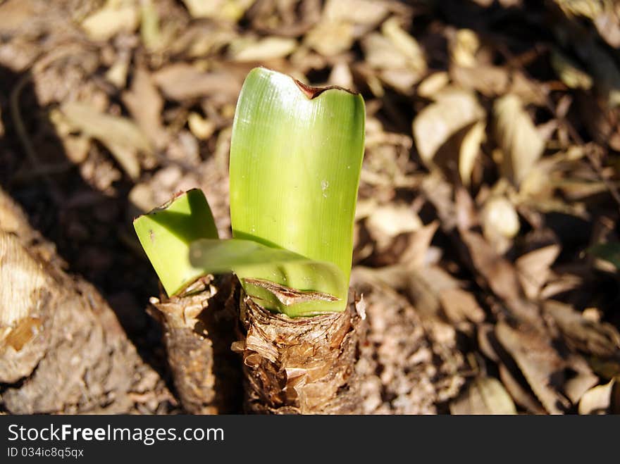 Plants are sprouting. Tender green leaves. Plants are sprouting. Tender green leaves.