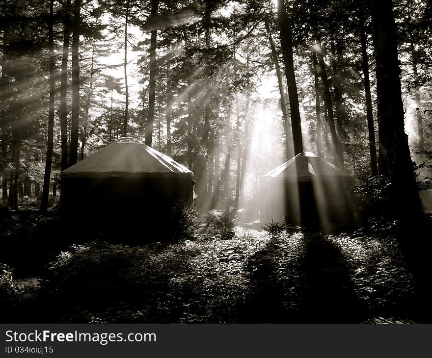 Sunlight filters through the canopy. Sunlight filters through the canopy