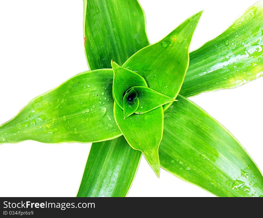 Isolate green foliage and water drop