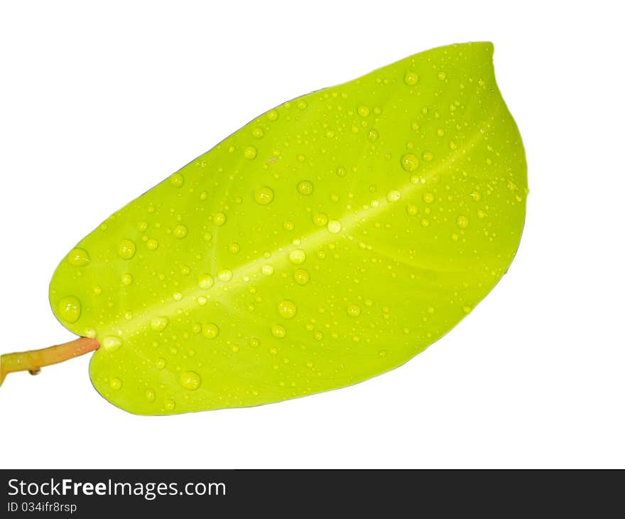 Green Leaf And Water Drop