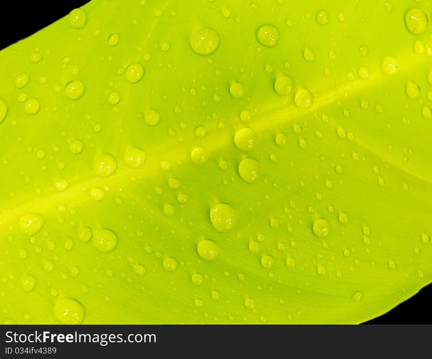 Close up of Green leaf with water drop