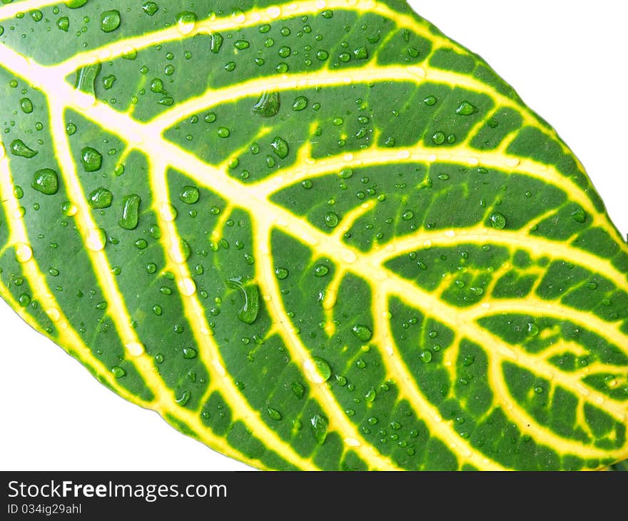 Isolate of a leaf and water drop. Isolate of a leaf and water drop