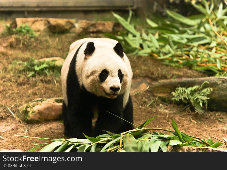 Panda walking in Ocean Park