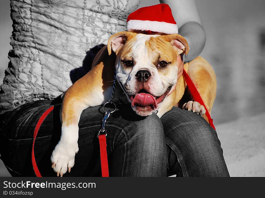 English Bulldog with Santa Hat and Black & White Background. English Bulldog with Santa Hat and Black & White Background