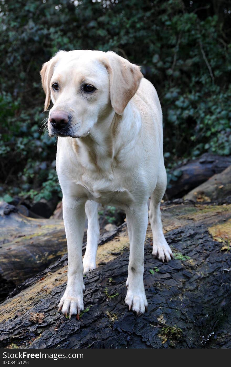 Shot of a cute labrador exploring the outdoors. Shot of a cute labrador exploring the outdoors