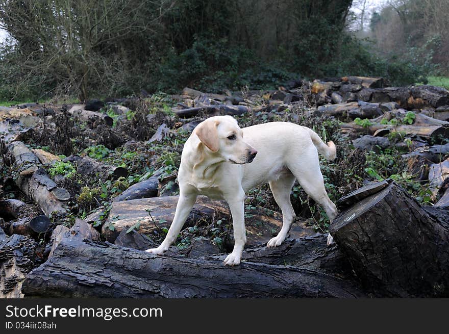 Shot of a cute labrador exploring the outdoors. Shot of a cute labrador exploring the outdoors