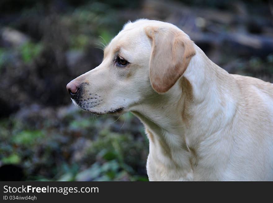 Close up head shot of a pretty young labrador. Close up head shot of a pretty young labrador